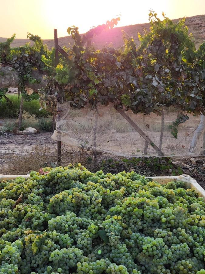 Carmey Avdat Farm Midreshet Ben Gurion Экстерьер фото