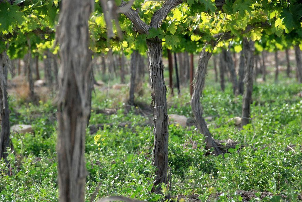 Carmey Avdat Farm Midreshet Ben Gurion Экстерьер фото