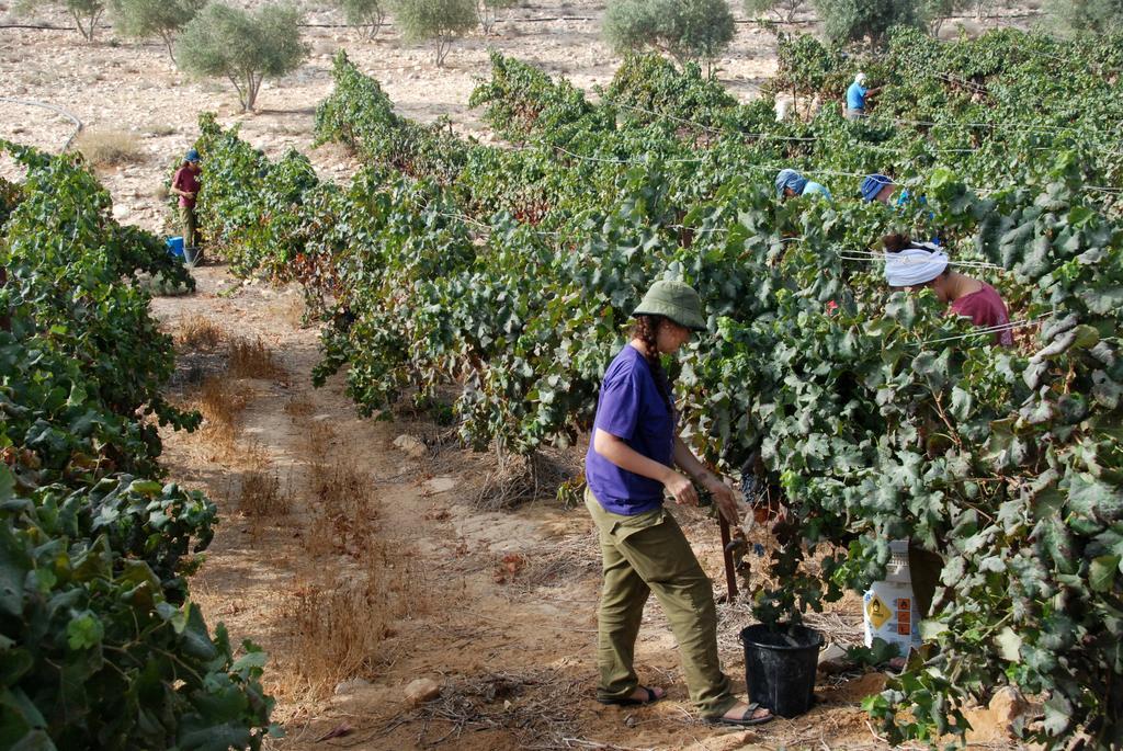 Carmey Avdat Farm Midreshet Ben Gurion Экстерьер фото